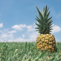 Pineapple