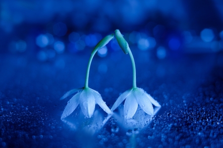 Lovely Flowers - flowers, petals, nature, blue