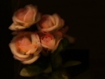 Beautiful Roses