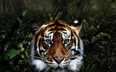 Tiger - face, white, animal, tiger, orange, green