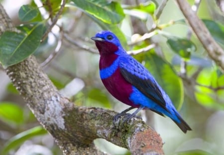 Lovely Blue Bird - plants, animal, trees, bird