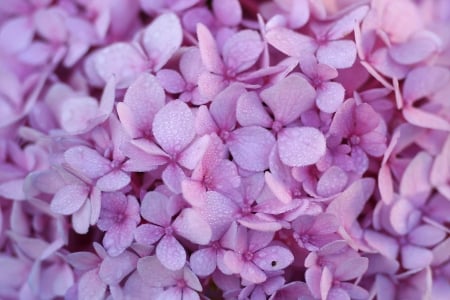 Hydrangea - carpet, flower, purple, pink, hydrangea, skin