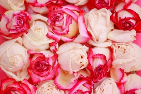 Roses - skin, white, carpet, red, rose, flower, pink