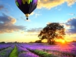 hot air balloon over lavender field at sunset