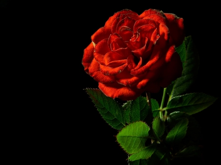 rose - rose, amor, rosa, red