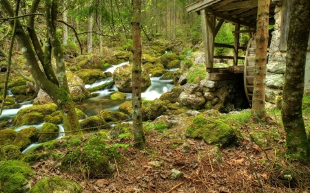 Stream - nature, forest, jungle, water, stream, tree