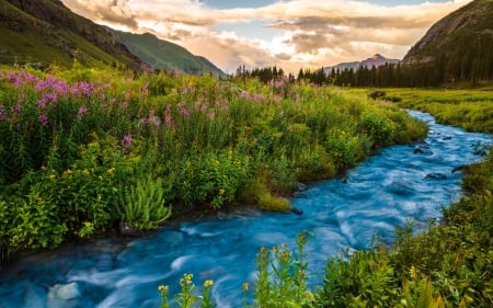 Colorado flowers - stream, landscape, creek, beautiful, flowers, grass, colorado, river, mountain