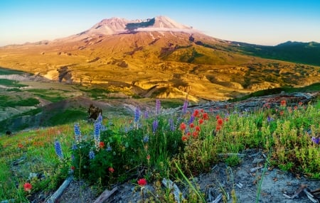 Golden hour - summer, meadow, beautiful, flowers, wildflowers, hills, hour, golden, sunset, mountain, sunrise