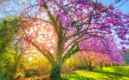 Spring - blossom, green, spring, flower, pink, tree