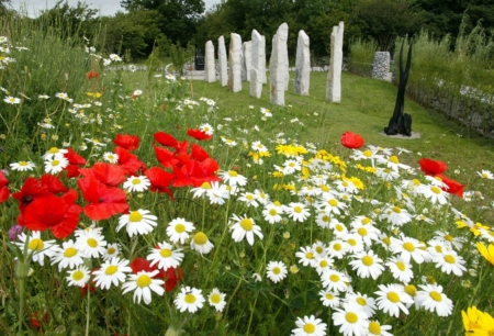 Summer Garden - white, blossoms, red, petals, poppies, daisies