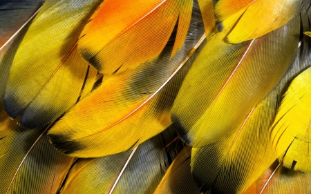 Feathers - feather, black, orange, yellow, texture, skin