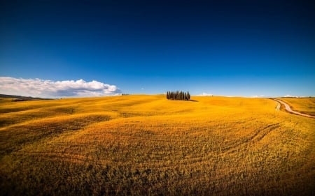 golden fields outside motalcino in tuscany - sky, golden, hills, fields, trees