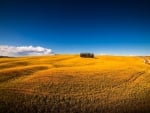 golden fields outside motalcino in tuscany