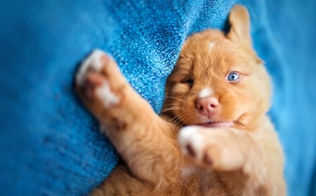 Sweet puppy - animal, nova scotia duck tolling retriever, cute, sweet, puppy, orange, paw, dog