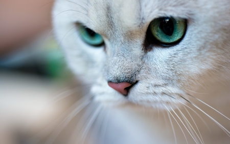 Cat - white, animal, face, green eyes, cat