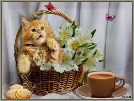 Cat,morning - flowers, morning, cat, coffee