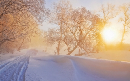 misty winter morning - trees, winter, mist, road, morning