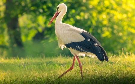 Birds - feather, Bird, animal, fly