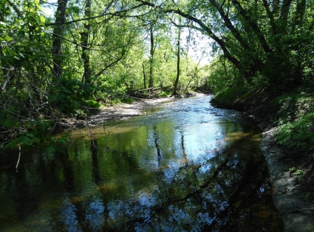 forest river - nature, fun, forest, cool, river