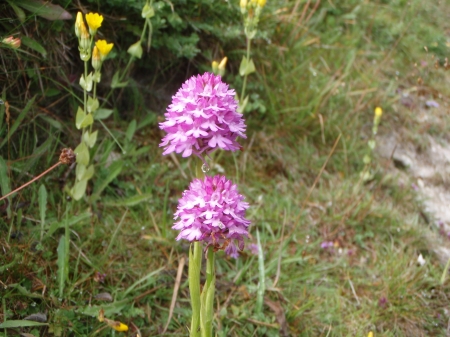 Wild Orchid - chalk, pink, orchid, wild