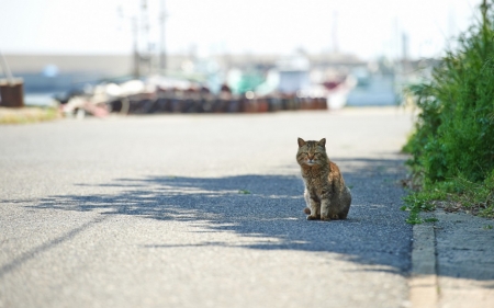 Cat - pussy, animal, purr, Cat, kitty