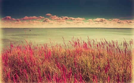 wonderful wildflowers at the shore - flowers, clouds, horizon, shore, sea, grass