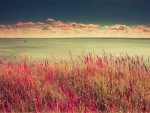 wonderful wildflowers at the shore