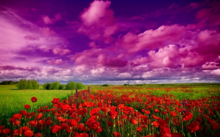 poppy field under pink clouds - flowers, fields, pink, clouds