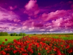 poppy field under pink clouds