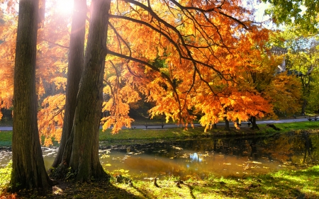 Autumn Sunset - beauty, grass, sky, bench, pond, trees, sunset, nature, park, autumn