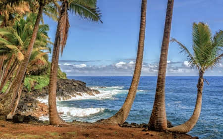 Hawaii - nature, beach, hawaii, tree