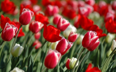 Tulips - white, blossoms, red, garden, petals, spring, leaves