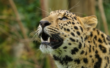 Leopard - leopard, forest, animal, jungle