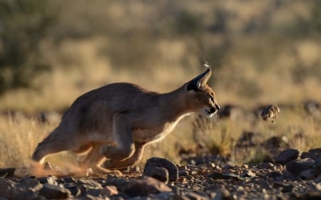 Lynx - cat, animal, lynx, catch