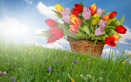 Tulips - meadow, landscape, flowers, spring, basket, artwork, colors