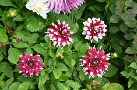 Dahlia - blossoms, red, garden, plant, leaves