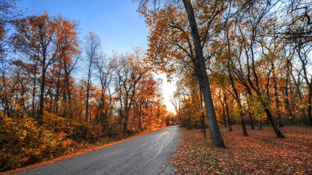 road through a colorful forest in autumn hdr - autumn, forest, leaves, hdr, colors, road