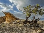 rocks and tree on a desert hill hdr