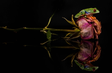 Frog - black, green, rose, flower, pink, frog