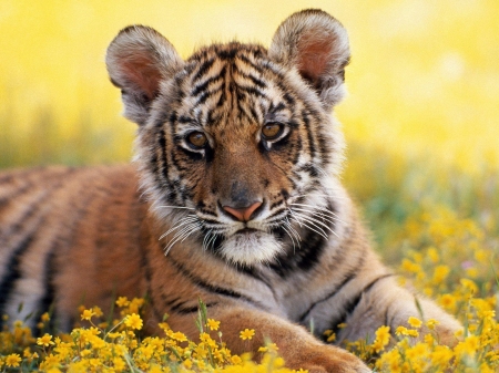 Tiger cub - summer, flower, cub, tiger, cute, yellow