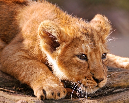 Lion cub - animal, cub, cute, lion, orange