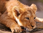 Lion cub