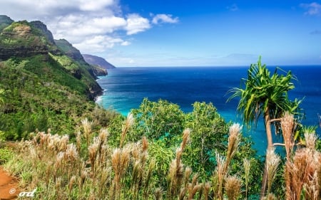 Amazing coastline - nature, ocean, amazing, coastline, tree, coast