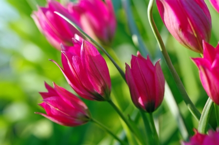 Tulips - flower, pink, tulip, spring, green