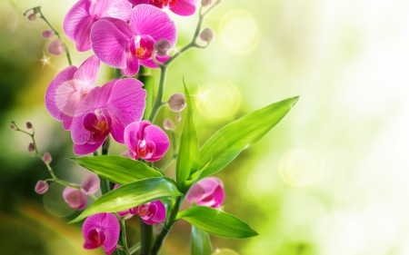 Orchids - green, flower, pink, orchid