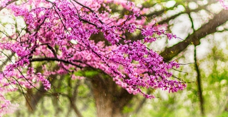 Spring - flower, pink, spring, blossom, branch