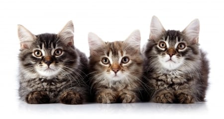 Kittens - white, trio, cat, animal, kitten