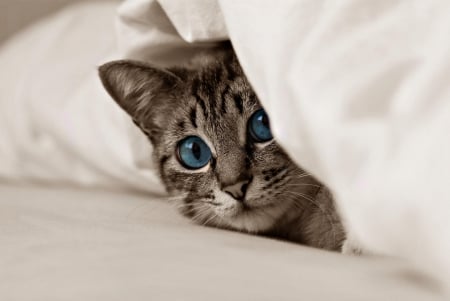 I see you! - white, cat, blue eyes, animal, funny, cute