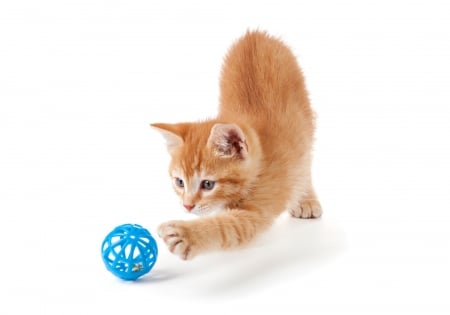 Kitten - play, blue, ball, ginger, orange, sweet, cat, animal, kitten, cute