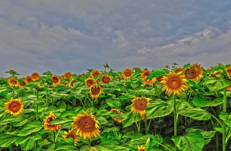 Sunflower field - field, flower, sunflower, nature